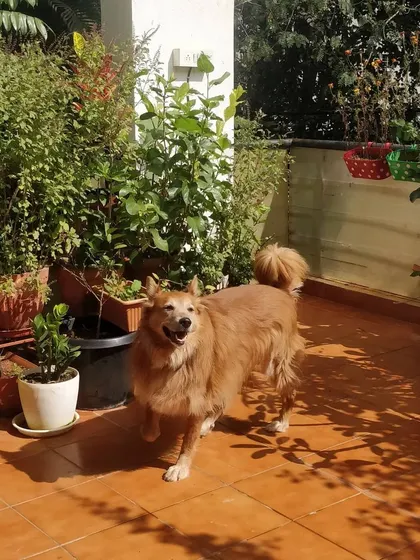 Here's our regular, Oscar the German Spitz, happily exploring the patio. He knows all the best spots for sniffing and sunbathing after so many stays with us.