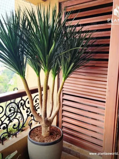 A Dracaena plant adds height and a tropical feel to this balcony. We often use tall, slender plants like this to create visual interest and draw the eye upward, making the space feel larger and more dynamic.