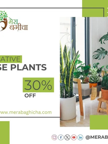 We regularly have great offers on our decorative house plants. Adding a few plants is the quickest way to refresh your space and make it feel more welcoming.