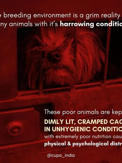 This image depicts the grim reality for many dogs in breeding mills. They are kept in cramped, unhygienic cages, leading to severe physical and psychological distress.