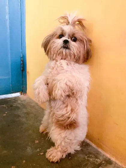 This adorable Shih Tzu is standing up to wish everyone a Happy Valentine's Day.