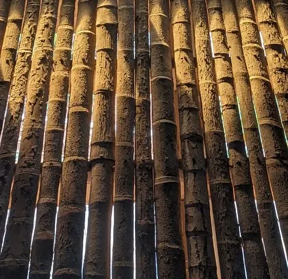 A detailed shot of the bamboo used for the ceiling at Unnathi Farm, highlighting the natural beauty of the material.