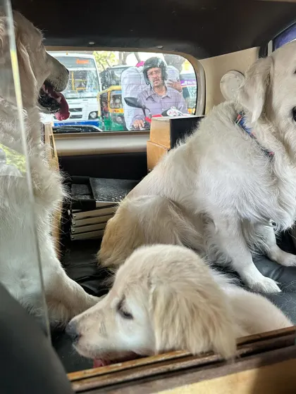 Getting a puppy comfortable with car travel is essential. These photos show Pepper learning to share space and relax during car rides with my dogs. Early and positive exposure to travel helps create a dog that is a great companion for all of life's adventures.