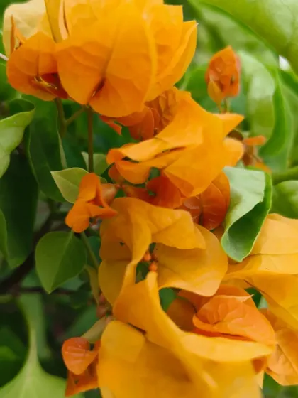 This bright orange Bougainvillea is a real eye-catcher. It's perfect for anyone wanting to add a bold, tropical splash of colour to their garden.