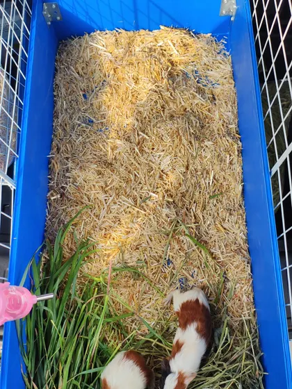 We offer a wide range of premium cages and accessories for small pets. This setup shows a spacious enclosure with plenty of hay bedding, fresh greens, and a water bottle, creating a perfect guinea pig home.