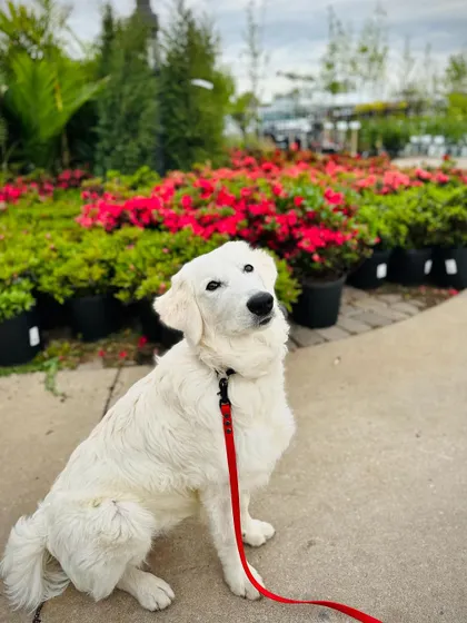 Rosie, a recent Bootcamp graduate, looking beautiful among the flowers. Our training programs help dogs become calm and well-behaved in any environment.