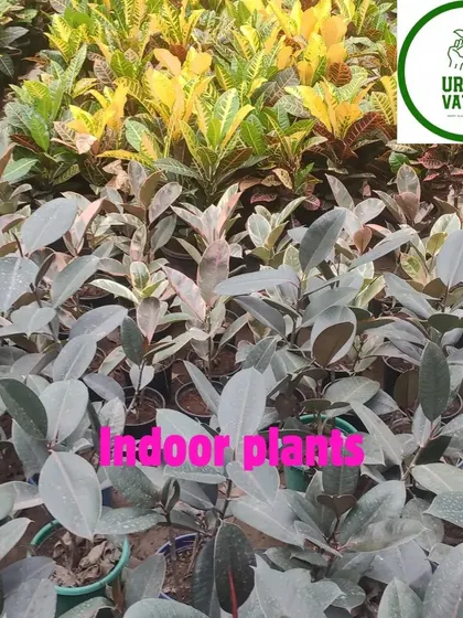 A mix of indoor plants including Rubber Plants and Crotons.