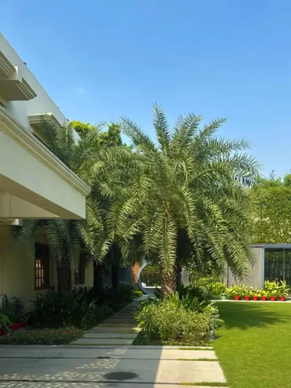 A sun-drenched pathway at a Kanpur residence, flanked by majestic palm trees and a manicured lawn. Our planting schemes are carefully considered to create avenues and vistas that guide the eye and enhance the sense of space.