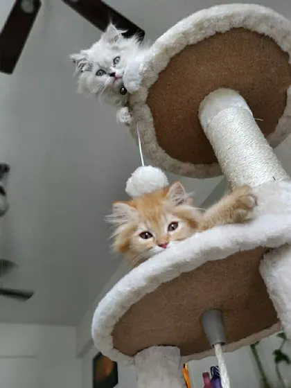 A view from below of two kittens peering down from their perches on the cat tree. Cat trees provide great opportunities for climbing and playing.