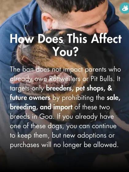 How does this ban affect you? We clarify that the ban targets future ownership and breeding, not current pet parents of these breeds in Goa.