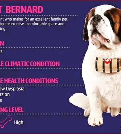 This guide introduces the Saint Bernard, a friendly giant that makes an excellent family pet. We provide key facts about their care, including the need for regular cleaning and a comfortable, spacious environment.