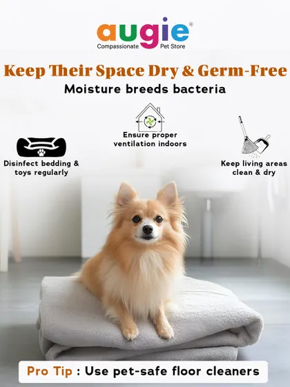 Keep their space dry and germ-free, as moisture breeds bacteria. Ensure proper ventilation, disinfect bedding and toys regularly, and use pet-safe floor cleaners to maintain a healthy environment.