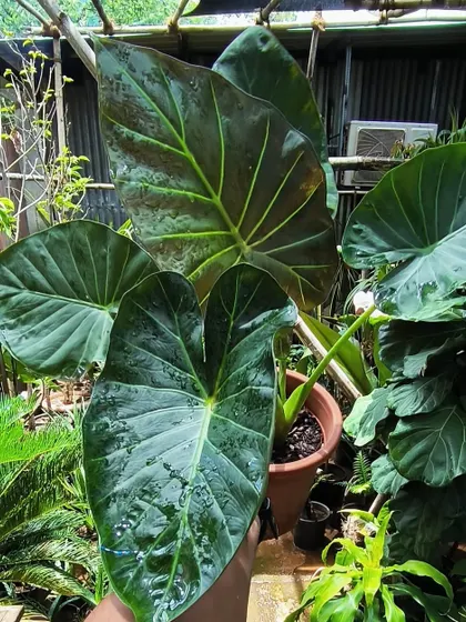 The deep, moody color and prominent veins of the Alocasia Regal Shields. This one is looking especially glossy and healthy after a light rain.