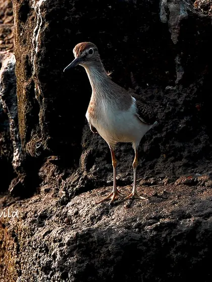 The Common Sandpiper is a quick and shy bird, always on the move. I was lucky to capture this one standing still for a moment on the rocks, its slender legs and long beak on full display.