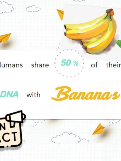 Fun Fact: Humans share 50% of their DNA with bananas. These overlapping "housekeeping genes" are responsible for basic cellular functions that are common to many forms of life.