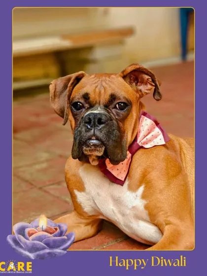 Our resident boxer, looking very serious about his Diwali wishes. He is a gentle giant with a heart of gold.