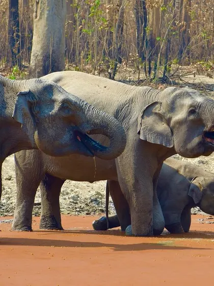 The family herd drinking together, a peaceful scene of coexistence in the wild.
