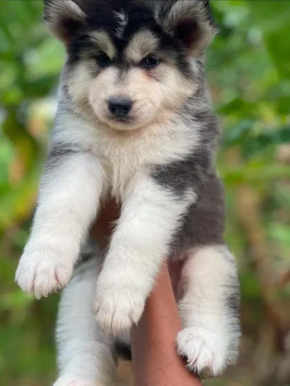 This top combination puppy has a beautiful grey and white coat. He has a strong frame and the typical confident expression of a well-bred Husky.