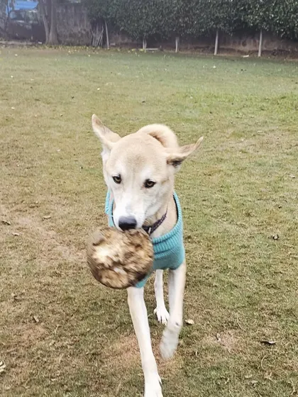 Pari carrying her toy, looking for the next game. We provide a variety of toys to keep the dogs mentally stimulated.