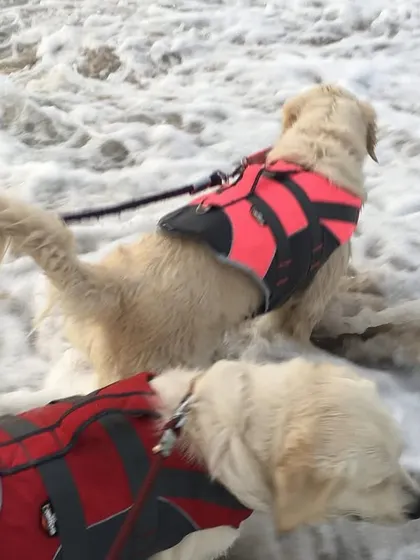 These photos are from our very first beach trip to Pondicherry. Seeing my dogs experience the ocean for the first time, equipped with their life jackets, solidified my passion for pet travel.