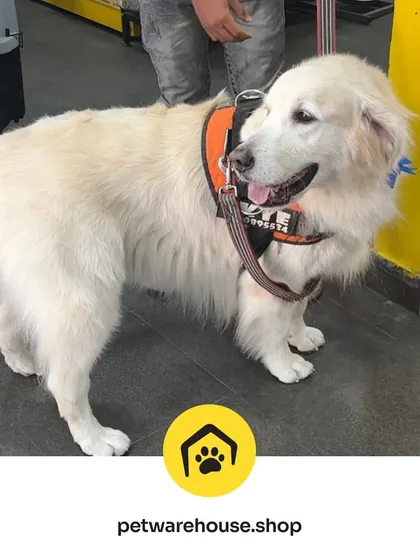 This big, beautiful dog is looking happy and healthy after their visit. We welcome pets of all sizes and ensure each one leaves our store feeling like a valued member of the Pet Warehouse family.