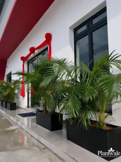 A grand entrance for a commercial building featuring large Areca Palms in sleek black planters. This creates a bold, tropical, and luxurious welcome for all visitors.
