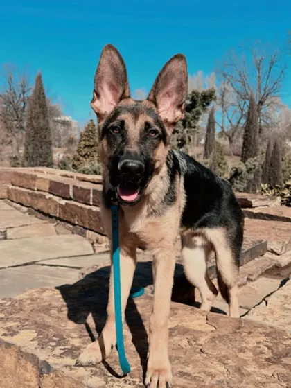 Dunkel, a German Shepherd puppy, graduated from our 10-day program. With a baby on the way, his parents wanted to get his training on track, and he's off to a great start.