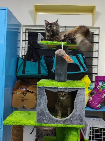 These two have taken over the cat tree, which is also a great storage spot for their carriers and toys. It is their personal jungle gym.