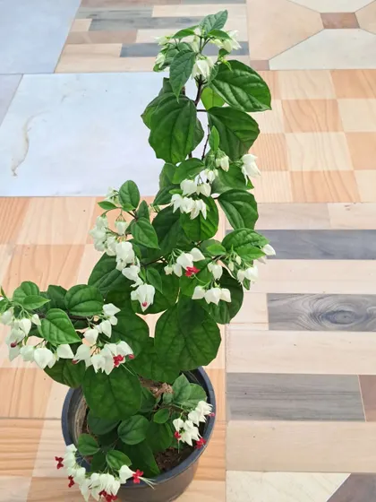 An overhead view of the Bleeding Heart plant.