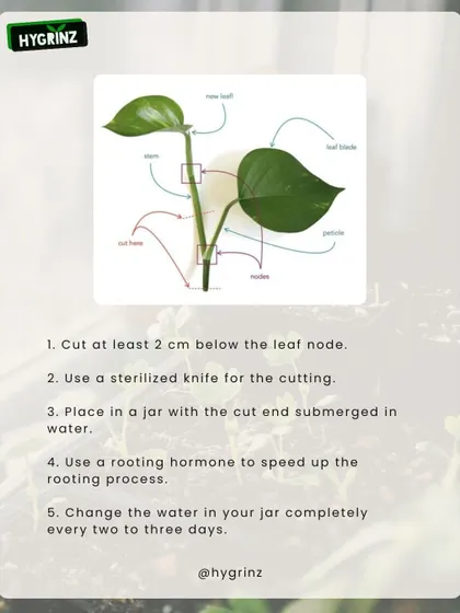 Vining plants like Pothos are simple to propagate. This infographic shows you exactly where to cut the stem and the steps to root it in water to create new plants for free.