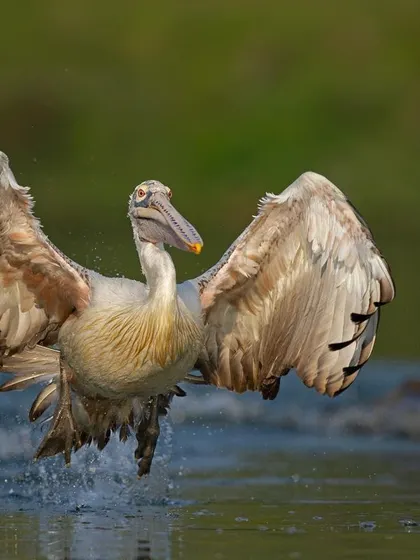 A Spot-billed Pelican coming in for a landing, its wings spread wide and feet skimming the water.
