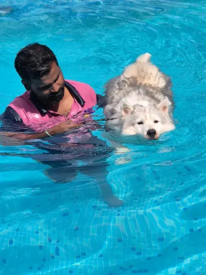 I'm always right beside them. This fluffy Husky is a great swimmer but still benefits from close supervision to ensure every moment in the pool is safe and positive.