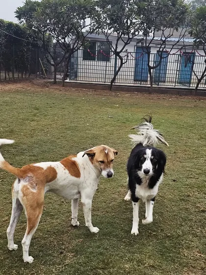 Two friends, Patchy and an Indie, taking a walk together across the lawn.