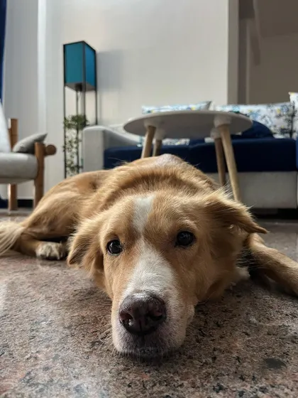 A close-up of a very relaxed Luffy. This is the look of a dog who feels completely at home and secure, which is my ultimate goal as a pet sitter.