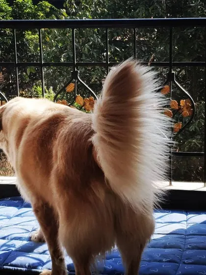 A beautiful shot of a Golden Retriever's magnificent tail as he stands on the balcony, enjoying the breeze.