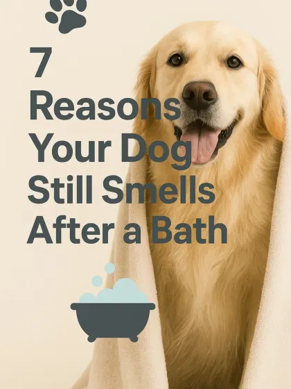 If your dog still smells after a bath, there's usually an underlying reason. I've identified seven common culprits that pet parents often overlook.