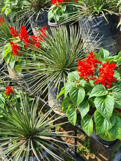 A combination of fiery red Salvia flowers and spiky Yucca plants, showing how different textures and colors can be combined for a dynamic look.