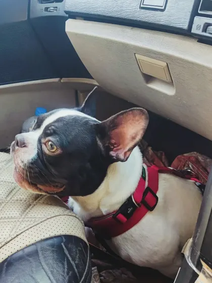 This French Bulldog found a cozy spot right in the front. I can accommodate small breeds safely in the front or back.