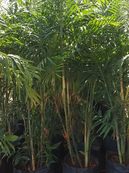 A dense planting of Parlor Palms, ideal for creating a lush, tropical understory in a garden.