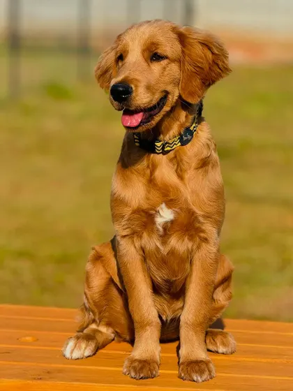 This Golden Retriever puppy is a natural model, enjoying the attention and the beautiful day.