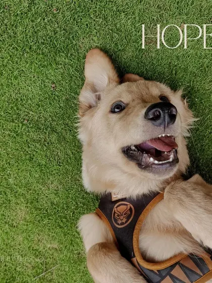 This is Hope, and he's pure joy. Here he is rolling around in the grass, completely carefree. I love spending time with happy-go-lucky puppies like him.