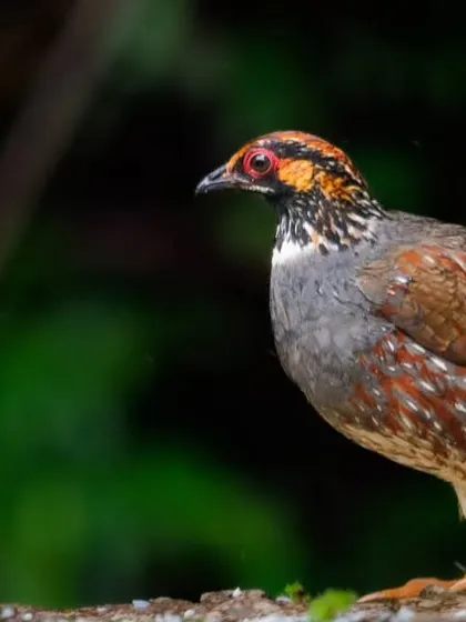 The Common Hill Partridge, a shy bird of the pheasant family. We found this one foraging on the forest floor in the Eastern Himalayas.