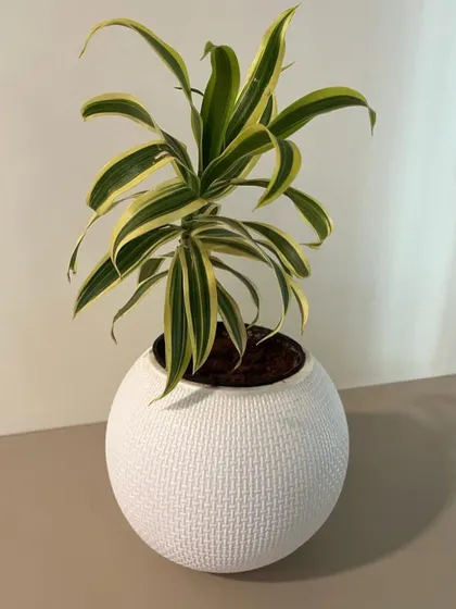 A Dracaena 'Song of India' plant in a textured white pot, adding a touch of yellow and green.