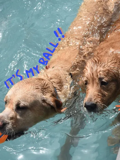"It's my ball." A little friendly competition between two swimming buddies during a game of water fetch.