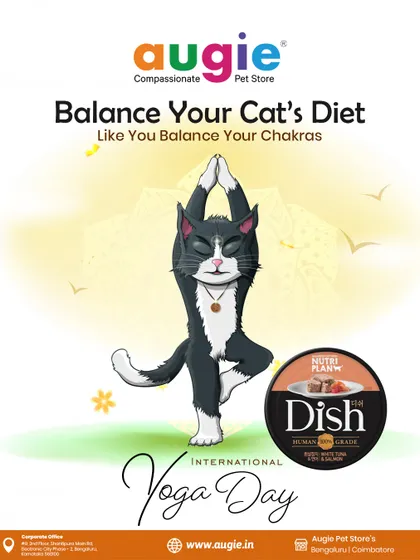 On International Yoga Day, I'm reminded of the importance of balance, both for us and our pets. A balanced diet, like this human-grade Nutriplan Dish, is key to your cat's overall wellness and inner peace.