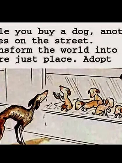 While you buy a dog, another dies on the street. It's that simple. You have a choice, so please choose to adopt and transform the world into a more just place.