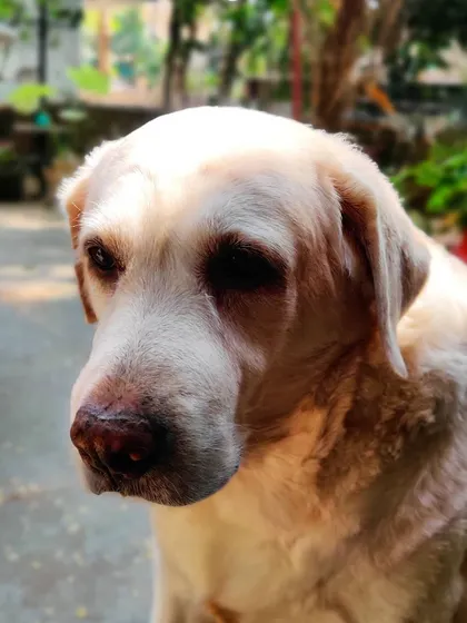 This is my head of quality control, Whiskey, giving me her best "too healthy" look. She keeps me on my toes and makes sure every treat is both nutritious and delicious.