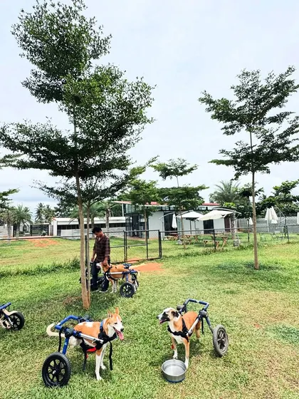 A group of special needs dogs from ROAR Rehab enjoying a day out. Our 2-acre facility is accessible and safe for them to explore.