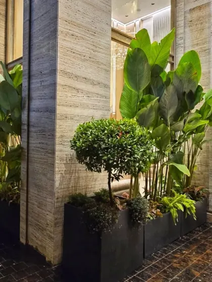 A look at our premium plantscaping for a building exterior. We used a combination of tall, broad-leafed plants and sculpted topiary to create a sophisticated and welcoming entrance that complements the modern architecture.