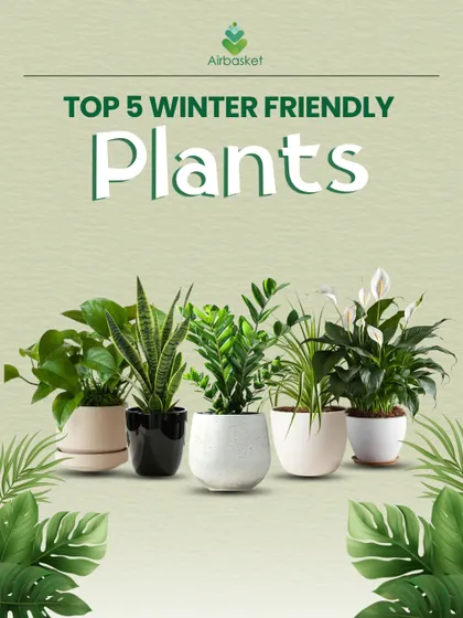 Just because it's winter doesn't mean your home can't be green. This collection features my top five winter-friendly plants that thrive indoors with minimal care.